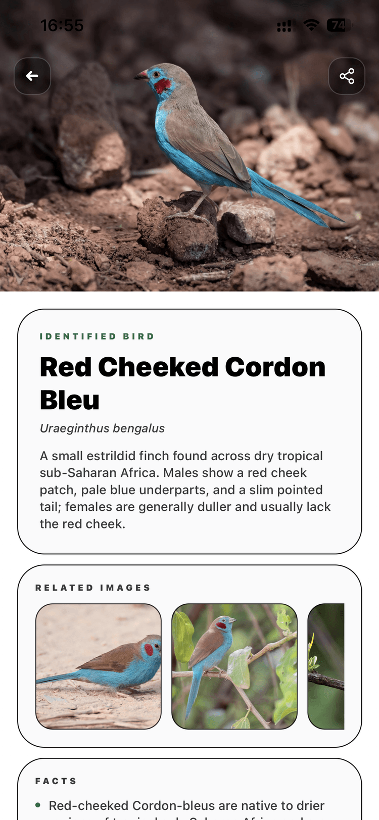 Birdly app preview with bird identification results